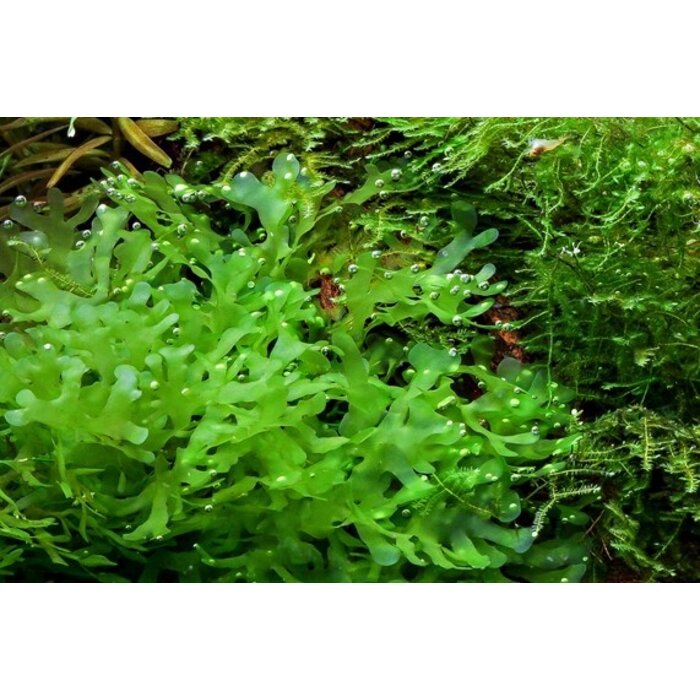 Lomariopsis lineata in 75cc cup