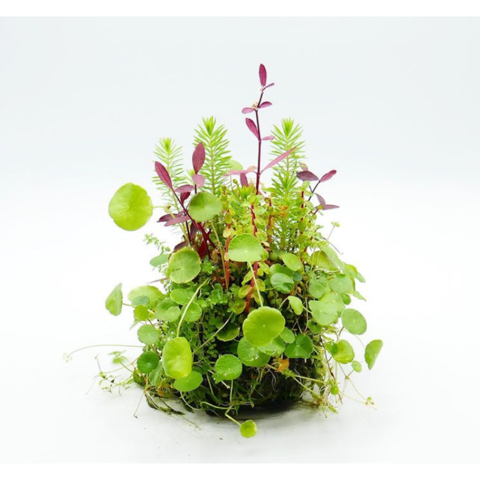 OPAquatics Dirt Ball mini