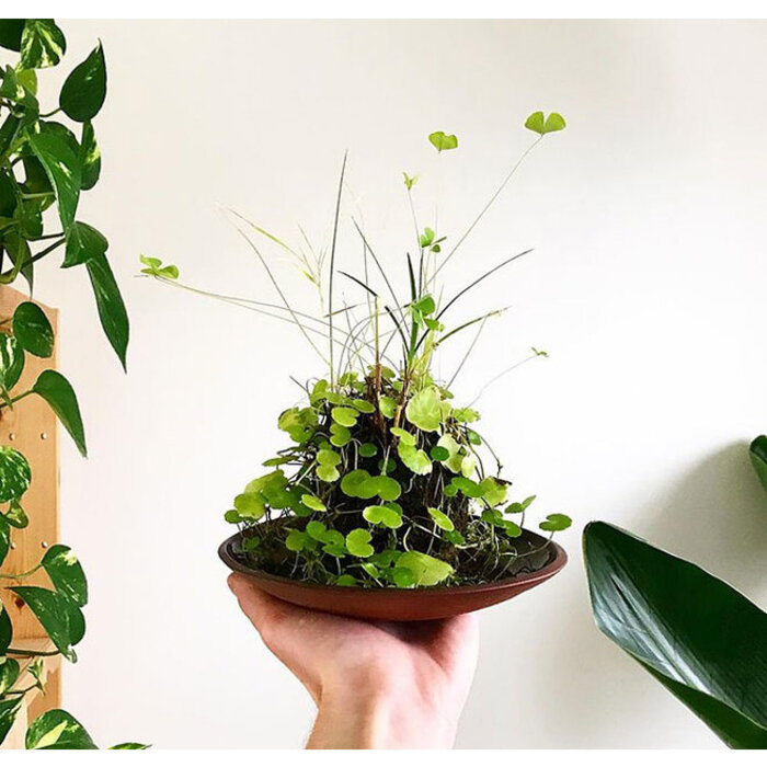 OPAquatics Dirt Ball mini