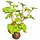 SuperFish Easy Plant Zijde 13 cm - nr1