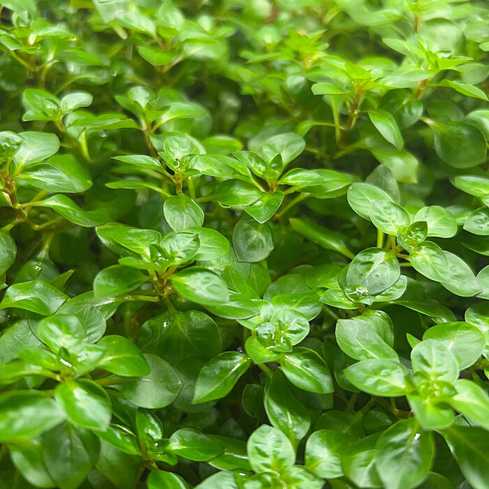 Ludwigia palustris grün