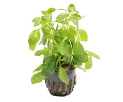 Ludwigia palustris grün