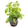 Ludwigia palustris groen