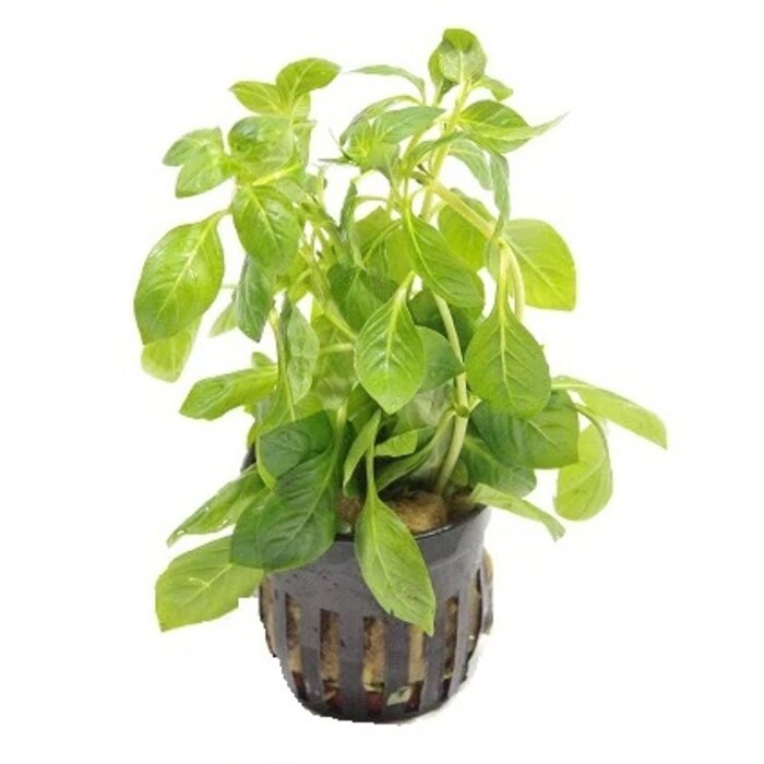 Ludwigia palustris grün