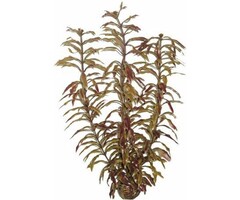 SuperFish SuperFish Easy Plant Tall 30 cm - nr3