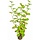 SuperFish Easy Plant Zijde 30 cm - nr 13