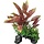 SuperFish Deco Plant L Henkelianus