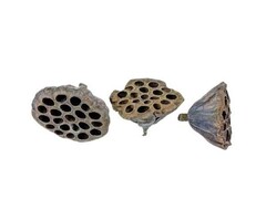 Onlineaquarium spullen Lotus pod 6-8cm