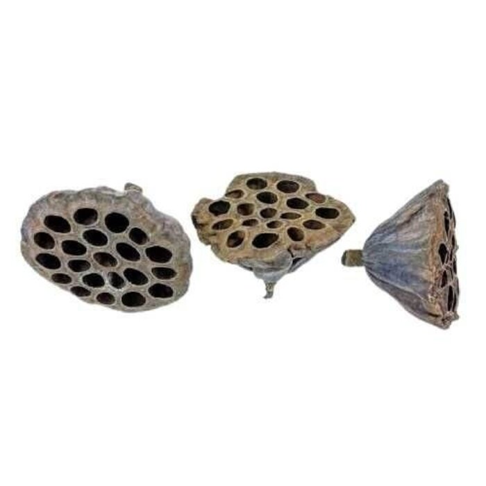 Onlineaquarium spullen Lotus pod 6-8cm