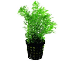 Limnophila heterophylla