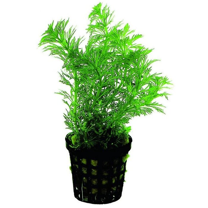 Limnophila heterophylla