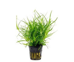 Juncus repens