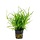 Juncus repens