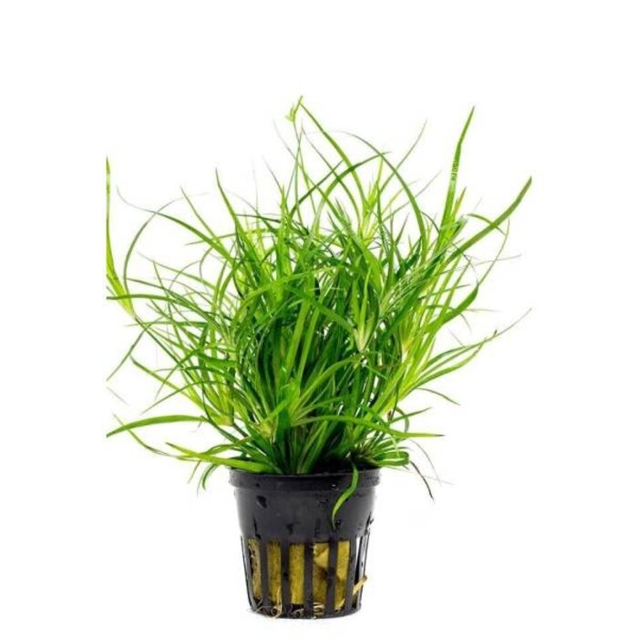 Juncus repens