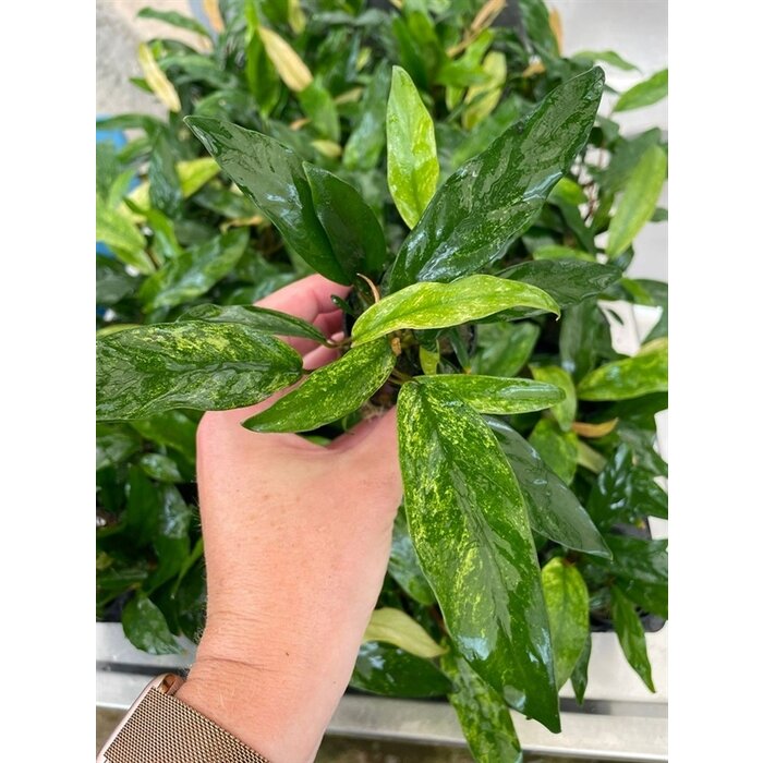 Anubias Minima 'variegata'