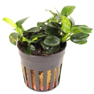Anubias Mini