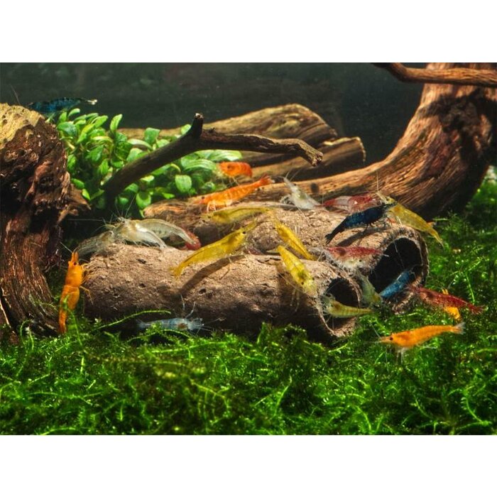 GlasGarten GlasGarten Crispy Caves Medium