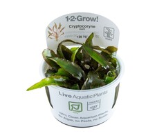 Tropica Cryptocoryne nurii - In vitro cup