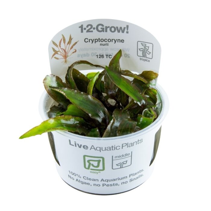 Tropica Cryptocoryne nurii - In vitro cup