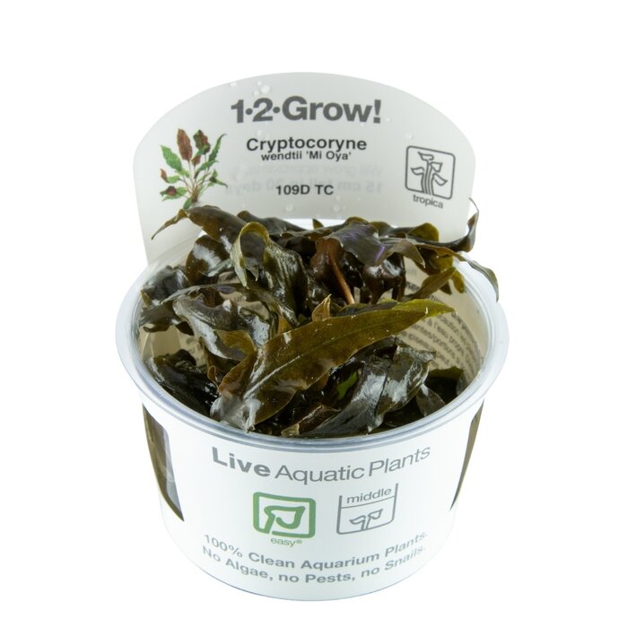 Tropica Cryptocoryne wendtii 'Mi Oya' - In vitro cup
