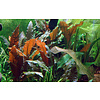 Tropica Cryptocoryne wendtii 'Mi Oya' - In vitro cup
