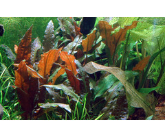 Tropica Cryptocoryne wendtii 'Mi Oya' - In vitro cup