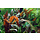Cryptocoryne wendtii 'Mi Oya' - In vitro cup