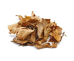 Onlineaquarium spullen Beech Leaves