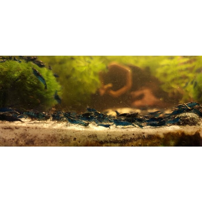 Onlineaquarium spullen Blue dream shrimp