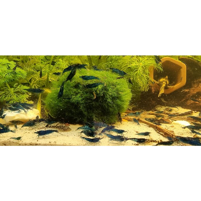 Onlineaquarium spullen Blue dream shrimp