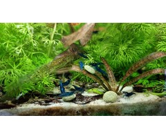 Onlineaquarium spullen Blue dream garnelen
