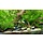 Blue Dream garnalen (Blauwe aquarium garnalen)