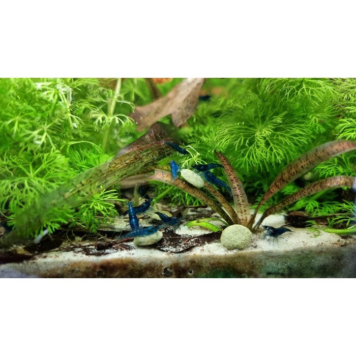 Onlineaquarium spullen Blue dream shrimp