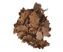 Onlineaquarium spullen Oak Leaves