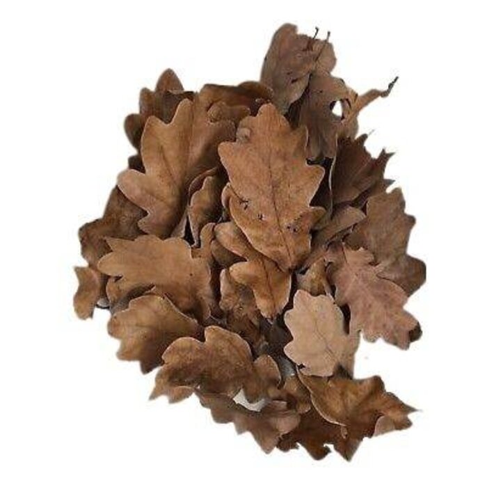 Onlineaquarium spullen Oak Leaves
