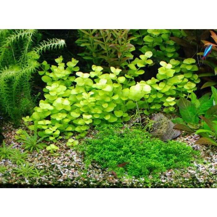 Lysimachia nummularia aurea