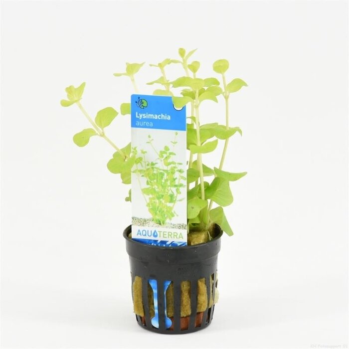 Lysimachia nummularia aurea