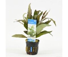 Hygrophila angustifolia rubra