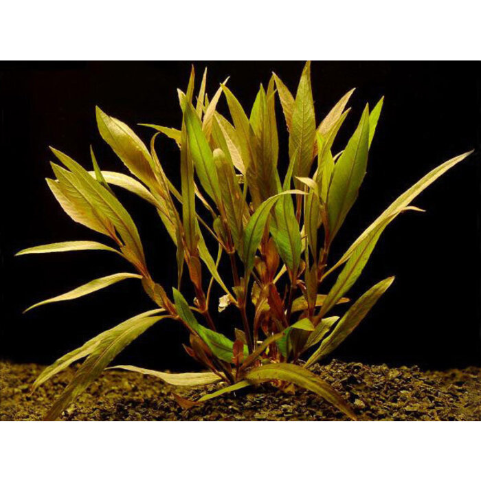 Hygrophila angustifolia rubra