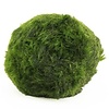 Marimo moss ball - Cladophora aegagropila