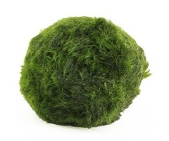 Marimo moss ball - Cladophora aegagropila