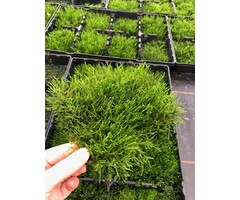 Javamos op stalen net 10x15 cm