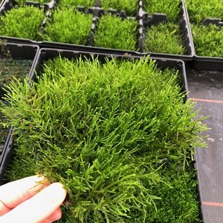 Java moss on steel net 10x15 cm