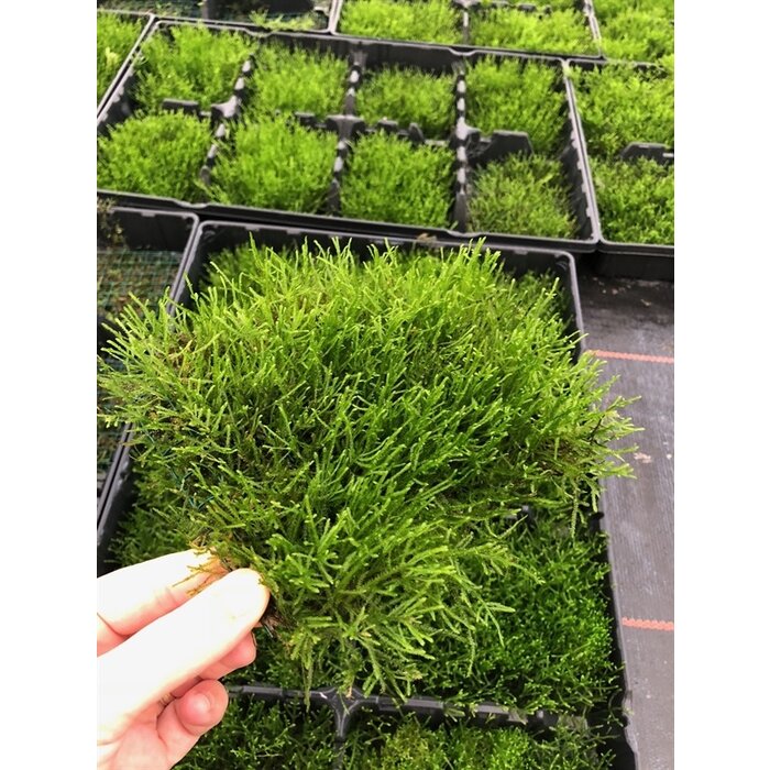 Java moss on steel net 10x15 cm