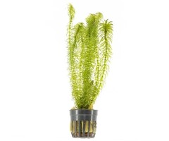 Egeria Najas