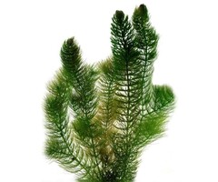 Ceratophyllum demersum