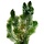 Ceratophyllum demersum