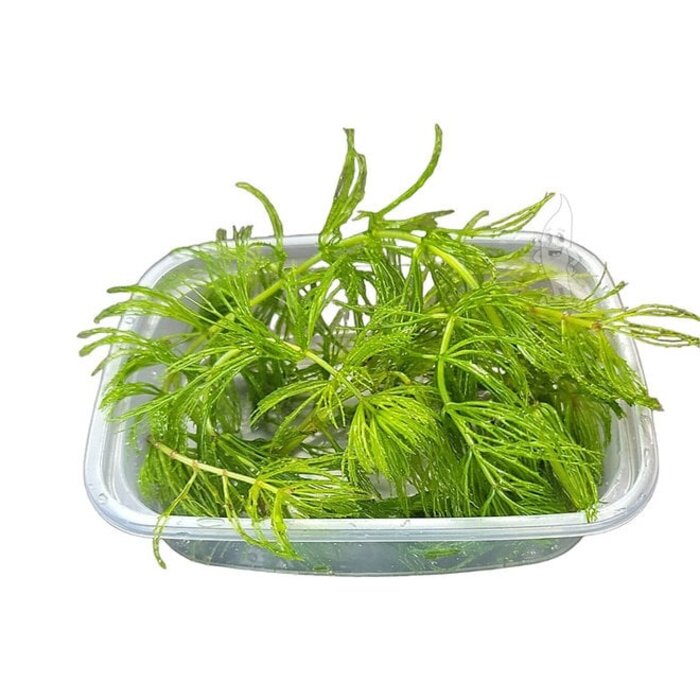 Ceratophyllum demersum