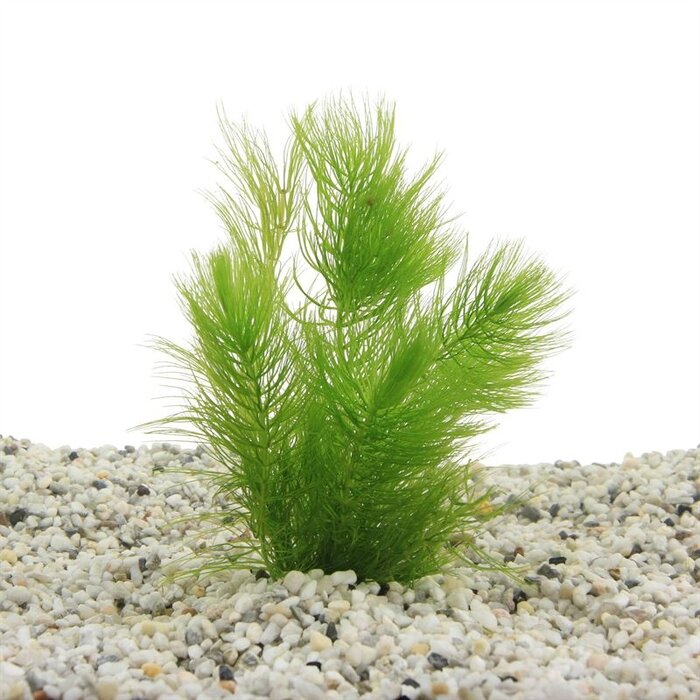 Ceratophyllum demersum