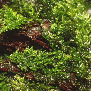 Tropica Riccardia chamedryfolia - In vitro cup